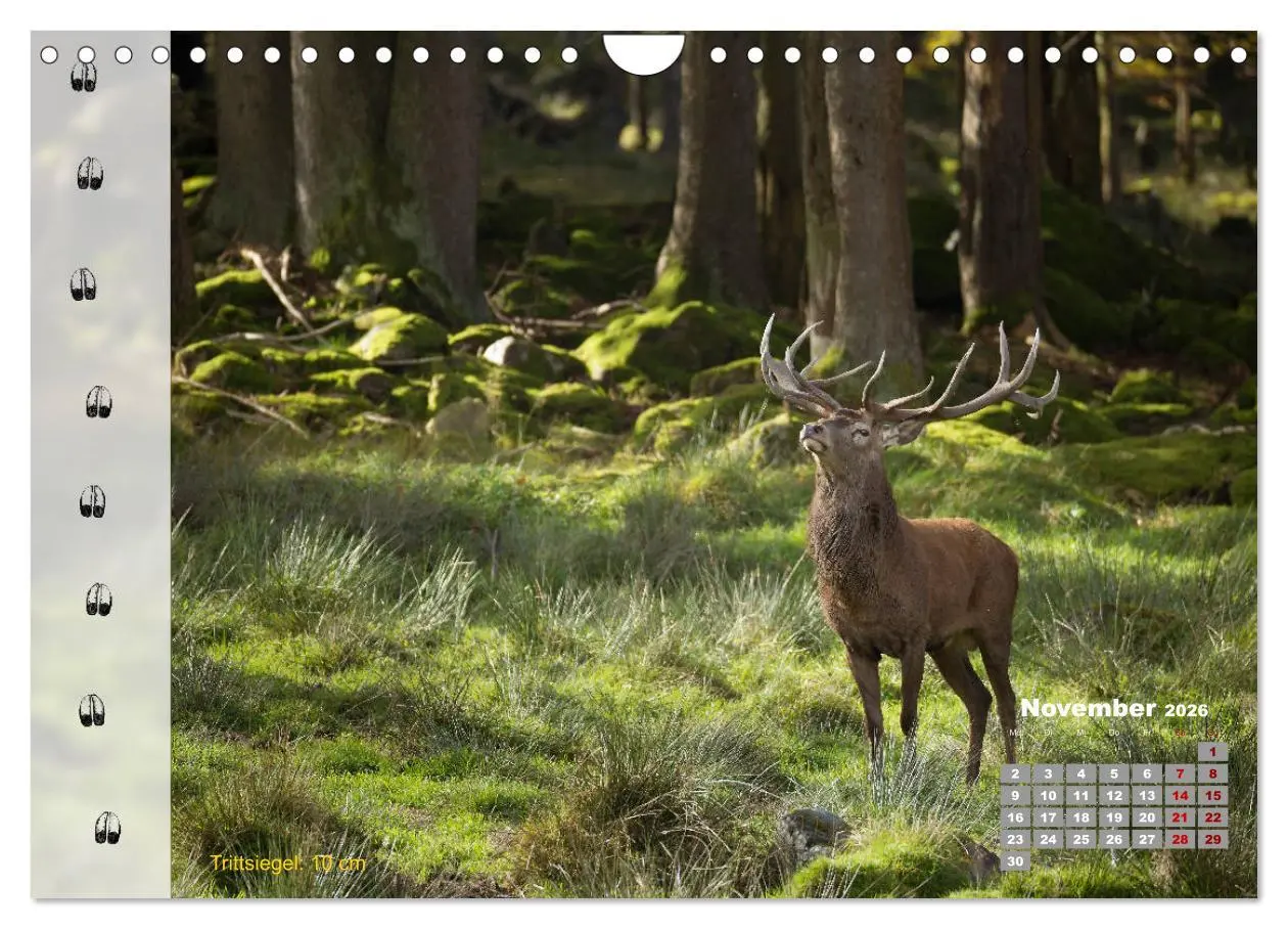 Bild: 9783457866733 | Tierspuren in der Natur (Wandkalender 2026 DIN A4 quer), CALVENDO...