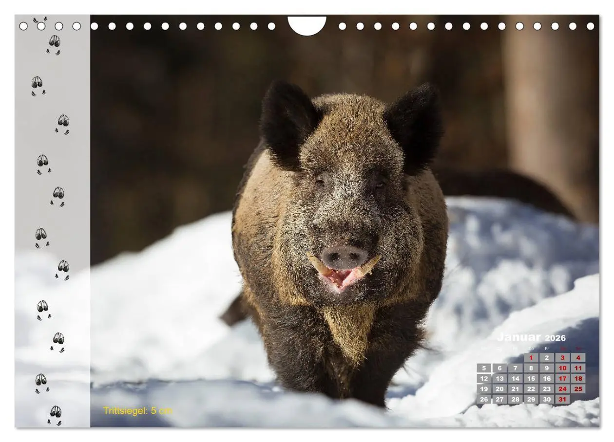 Bild: 9783457866733 | Tierspuren in der Natur (Wandkalender 2026 DIN A4 quer), CALVENDO...