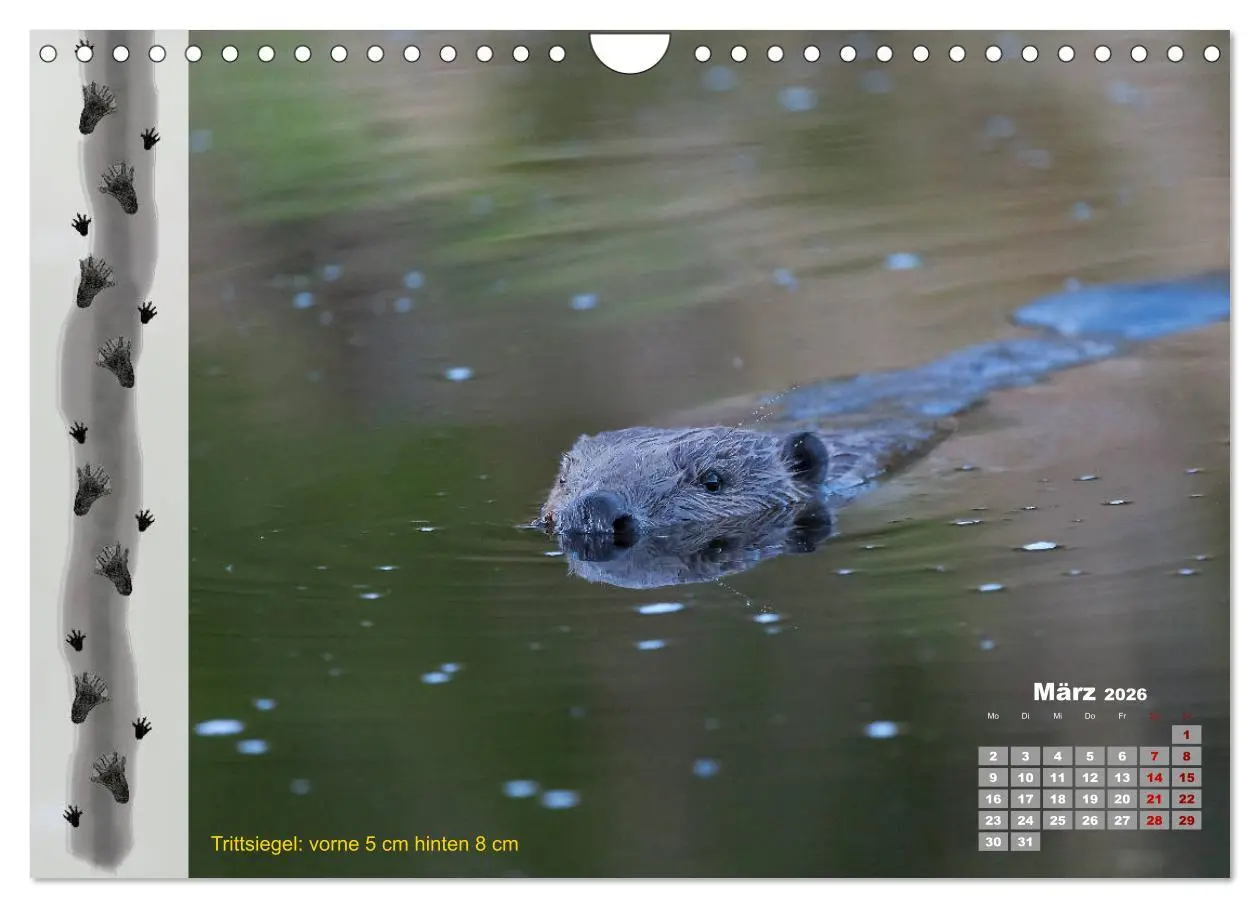 Bild: 9783457866733 | Tierspuren in der Natur (Wandkalender 2026 DIN A4 quer), CALVENDO...