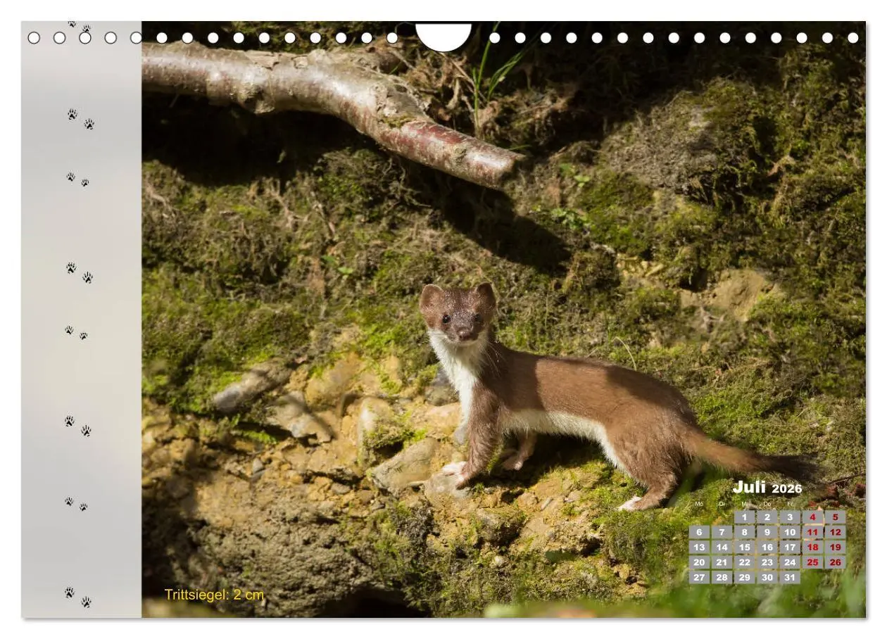 Bild: 9783457866733 | Tierspuren in der Natur (Wandkalender 2026 DIN A4 quer), CALVENDO...