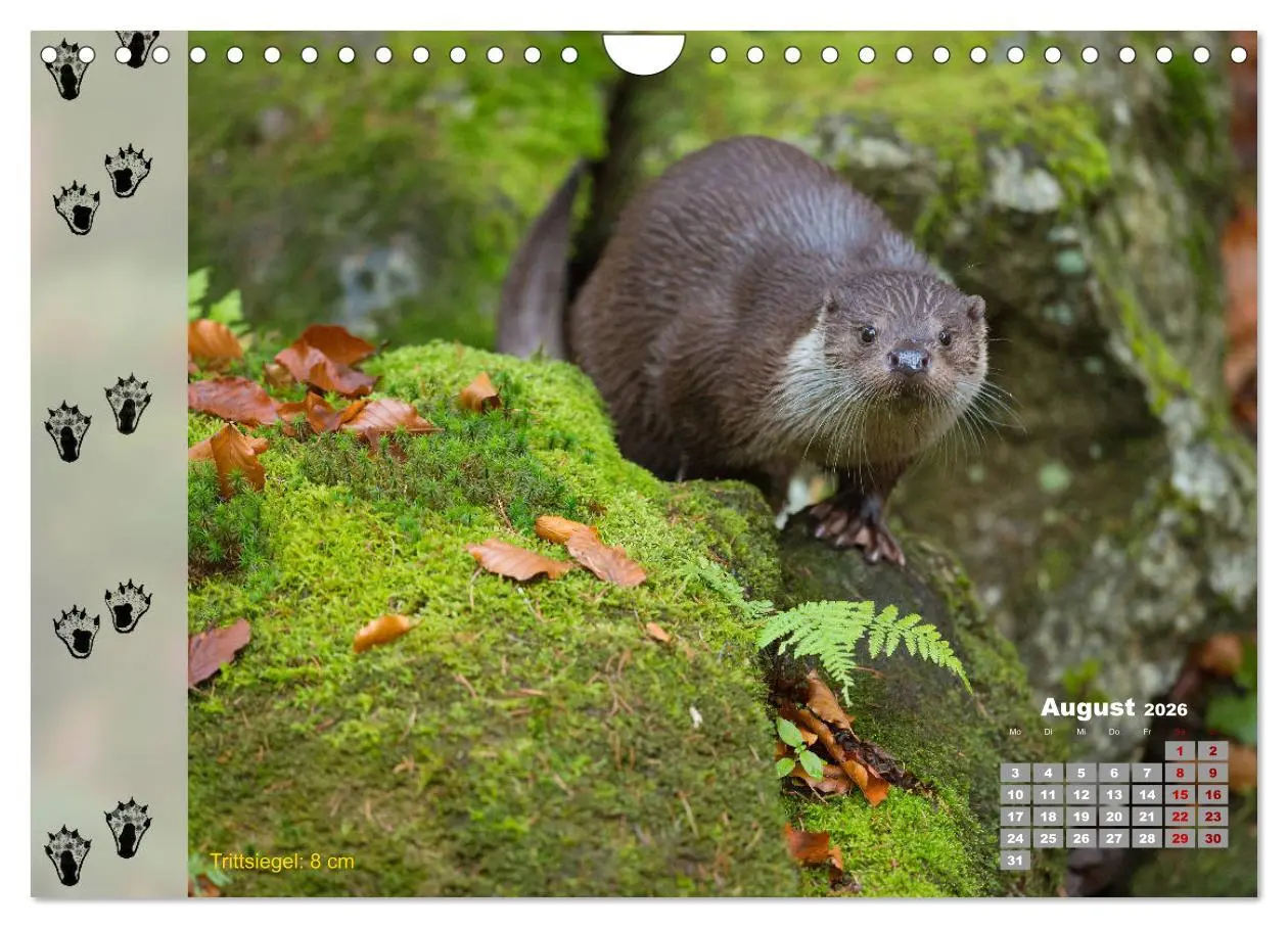 Bild: 9783457866733 | Tierspuren in der Natur (Wandkalender 2026 DIN A4 quer), CALVENDO...
