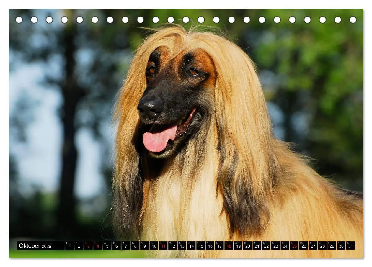 Bild: 9783516026733 | Kinder des Windes - Afghanischer Windhund (Tischkalender 2026 DIN...