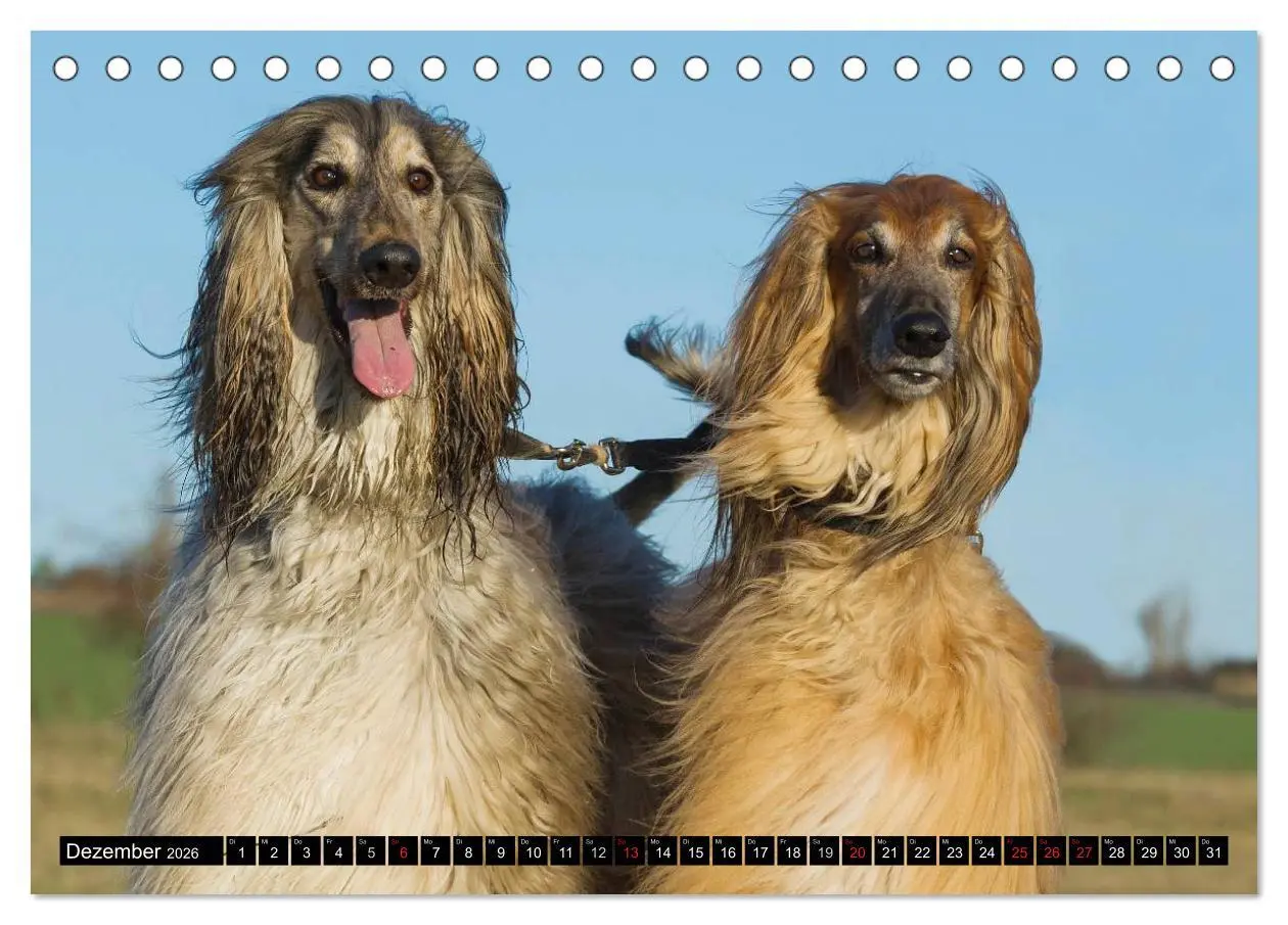 Bild: 9783516026733 | Kinder des Windes - Afghanischer Windhund (Tischkalender 2026 DIN...