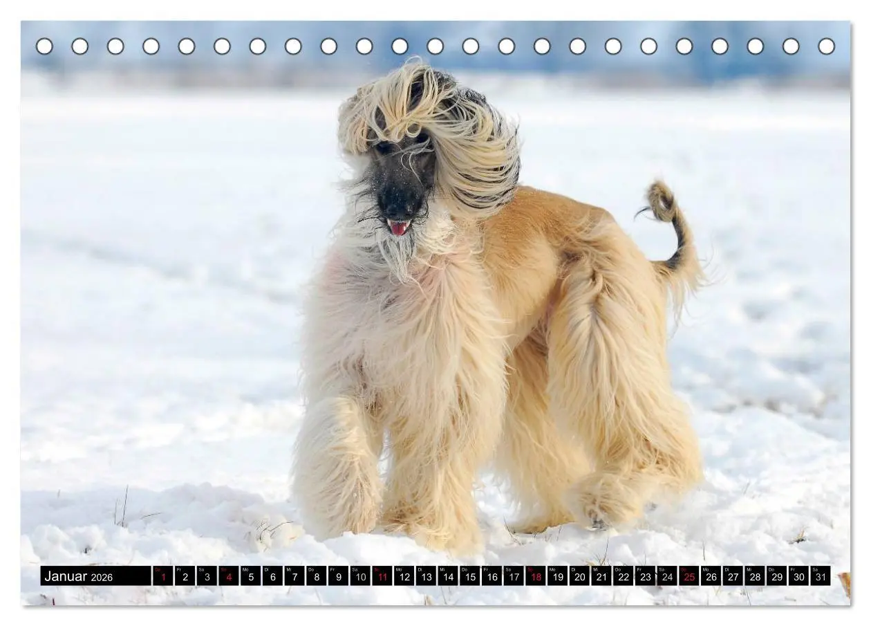 Bild: 9783516026733 | Kinder des Windes - Afghanischer Windhund (Tischkalender 2026 DIN...