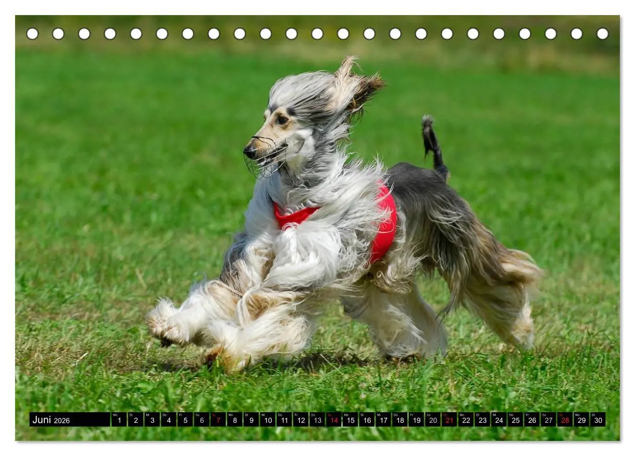 Bild: 9783516026733 | Kinder des Windes - Afghanischer Windhund (Tischkalender 2026 DIN...