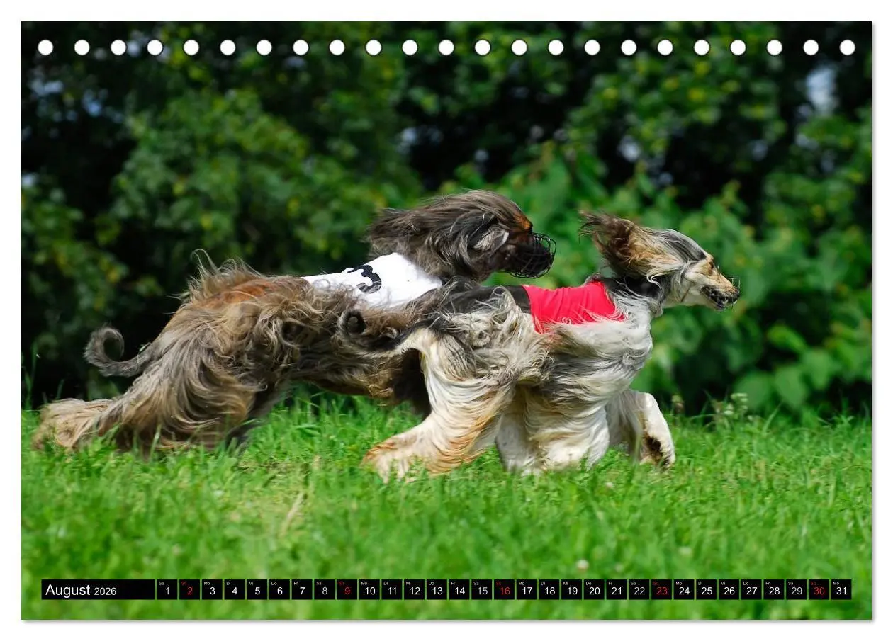 Bild: 9783516026733 | Kinder des Windes - Afghanischer Windhund (Tischkalender 2026 DIN...