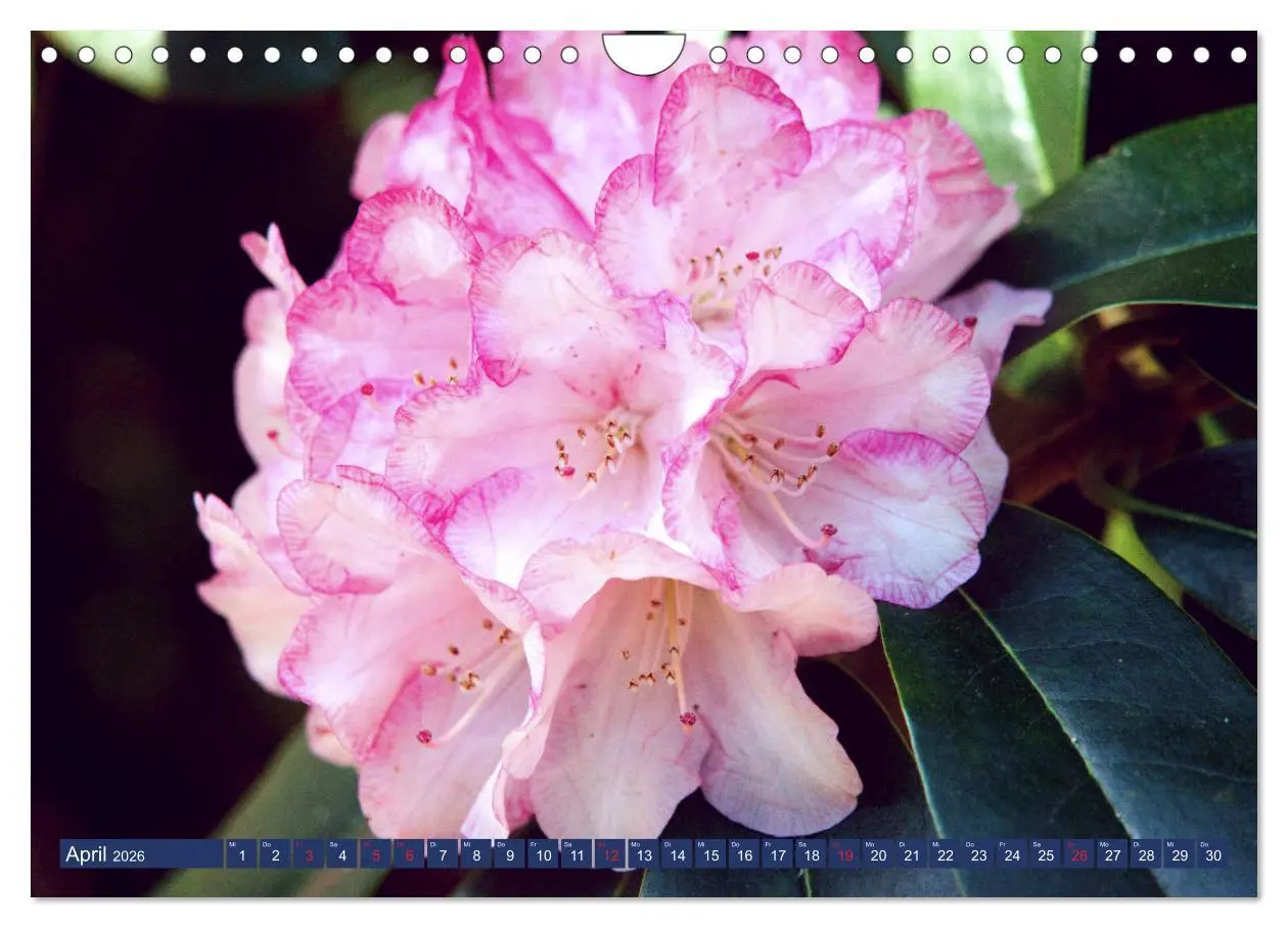 Bild: 9783457926833 | Schönes Ammerland (Wandkalender 2026 DIN A4 quer), CALVENDO...
