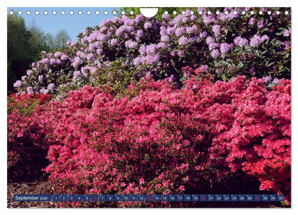 Bild: 9783457926833 | Schönes Ammerland (Wandkalender 2026 DIN A4 quer), CALVENDO...