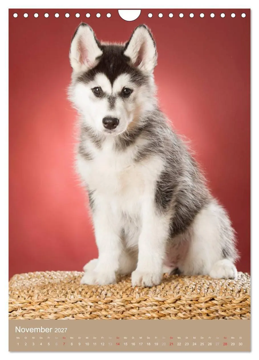 Bild: 9783594156933 | Hundekinder (Wandkalender 2027 DIN A4 hoch), CALVENDO Monatskalender