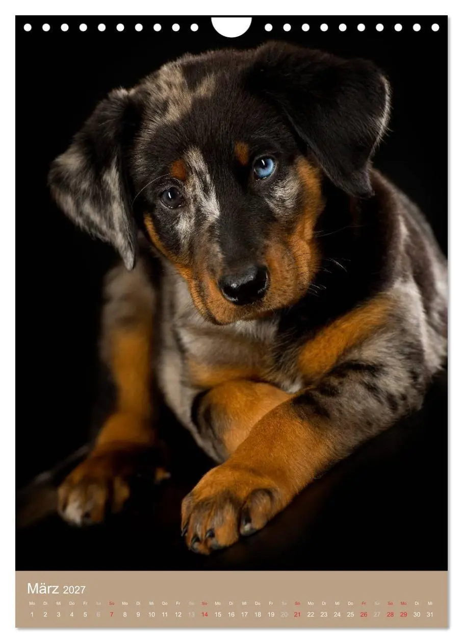 Bild: 9783594156933 | Hundekinder (Wandkalender 2027 DIN A4 hoch), CALVENDO Monatskalender
