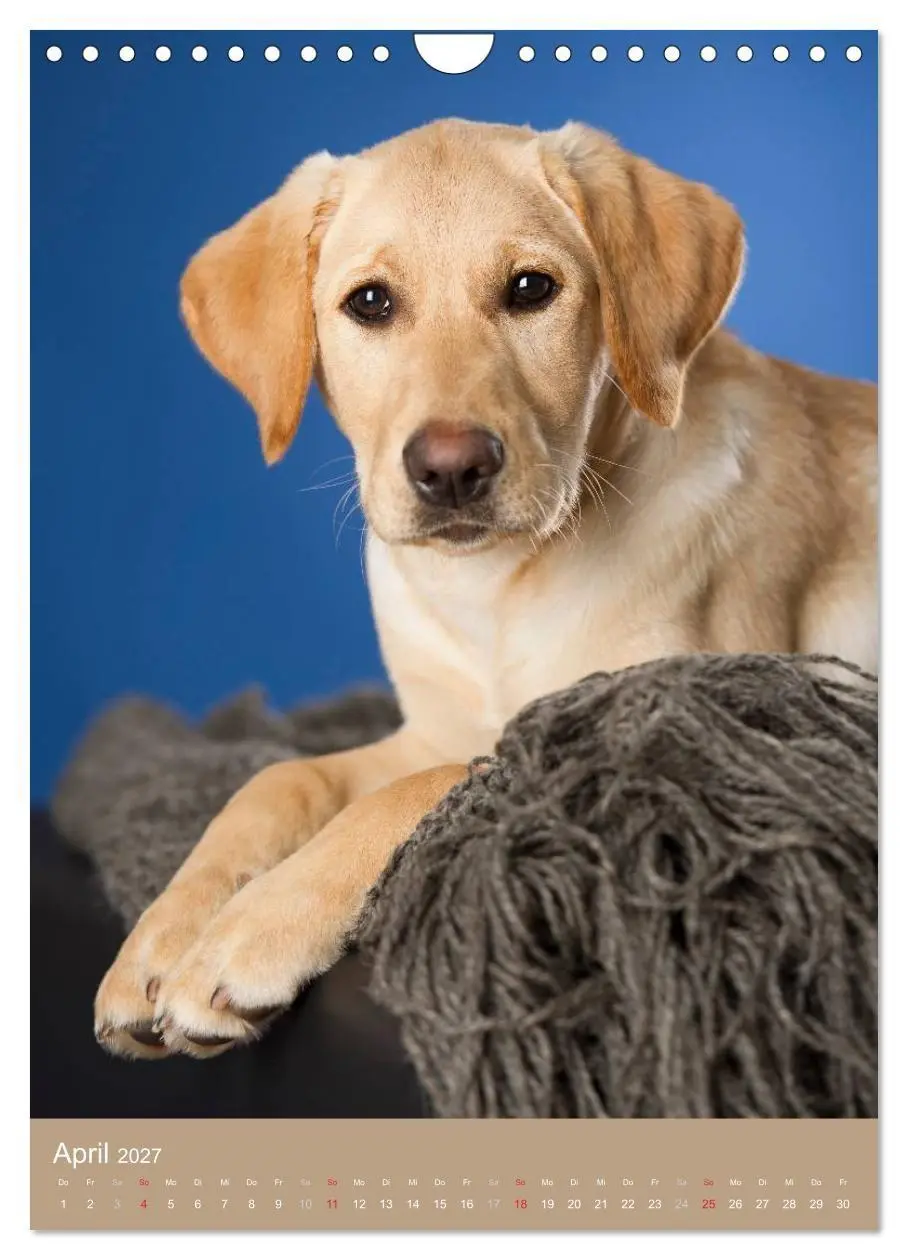 Bild: 9783594156933 | Hundekinder (Wandkalender 2027 DIN A4 hoch), CALVENDO Monatskalender