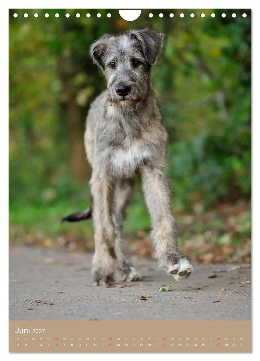 Bild: 9783594156933 | Hundekinder (Wandkalender 2027 DIN A4 hoch), CALVENDO Monatskalender