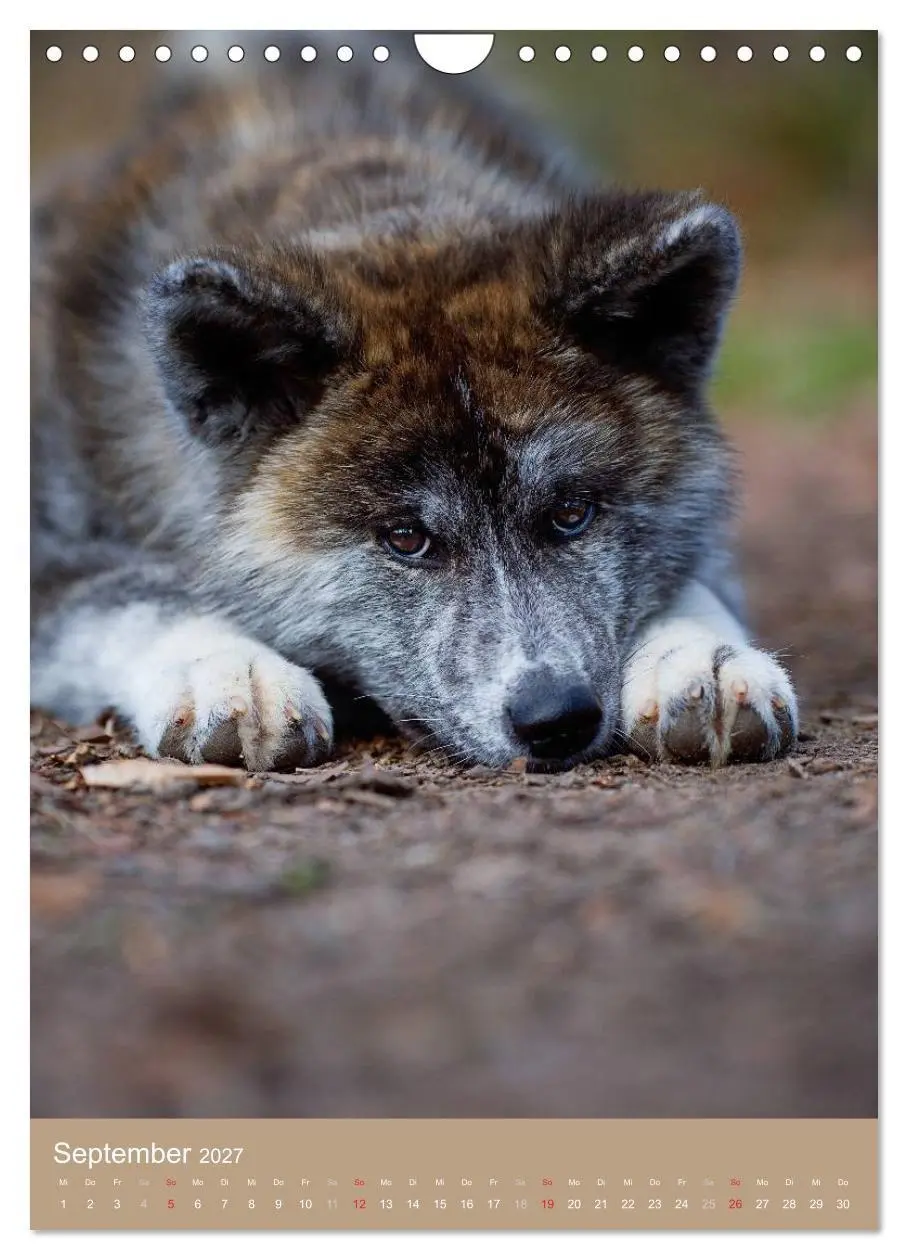 Bild: 9783594156933 | Hundekinder (Wandkalender 2027 DIN A4 hoch), CALVENDO Monatskalender