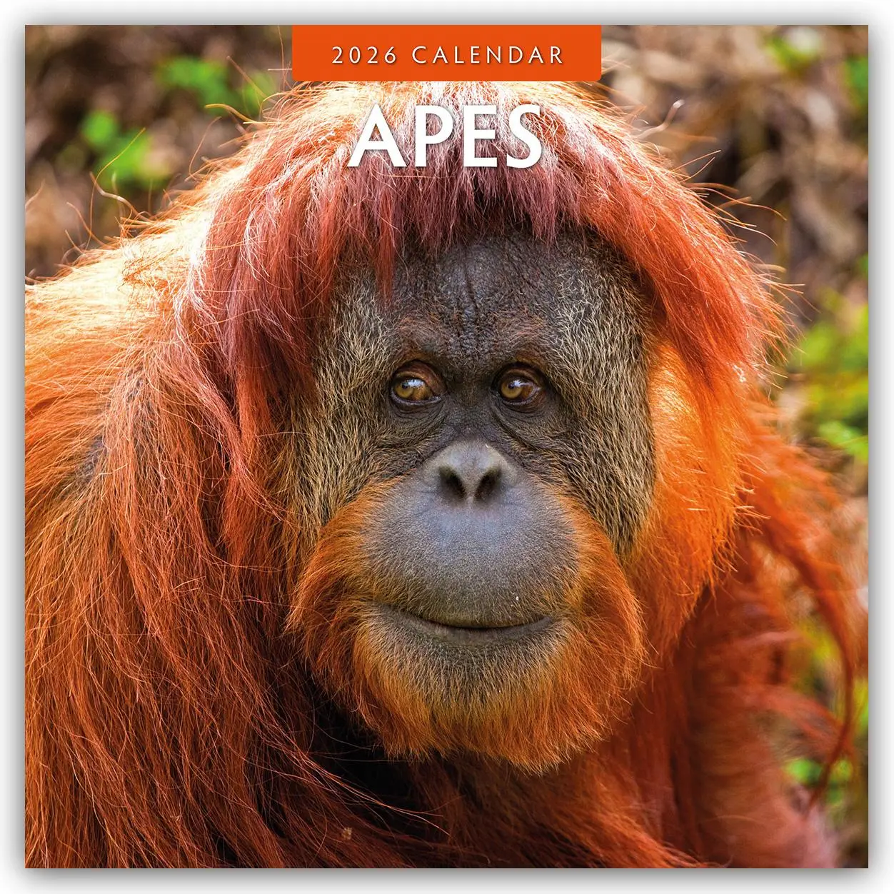 Cover: 9781804427033 | Apes 2026 Square Wall Calendar | Red Robin | Taschenbuch | 13 S.
