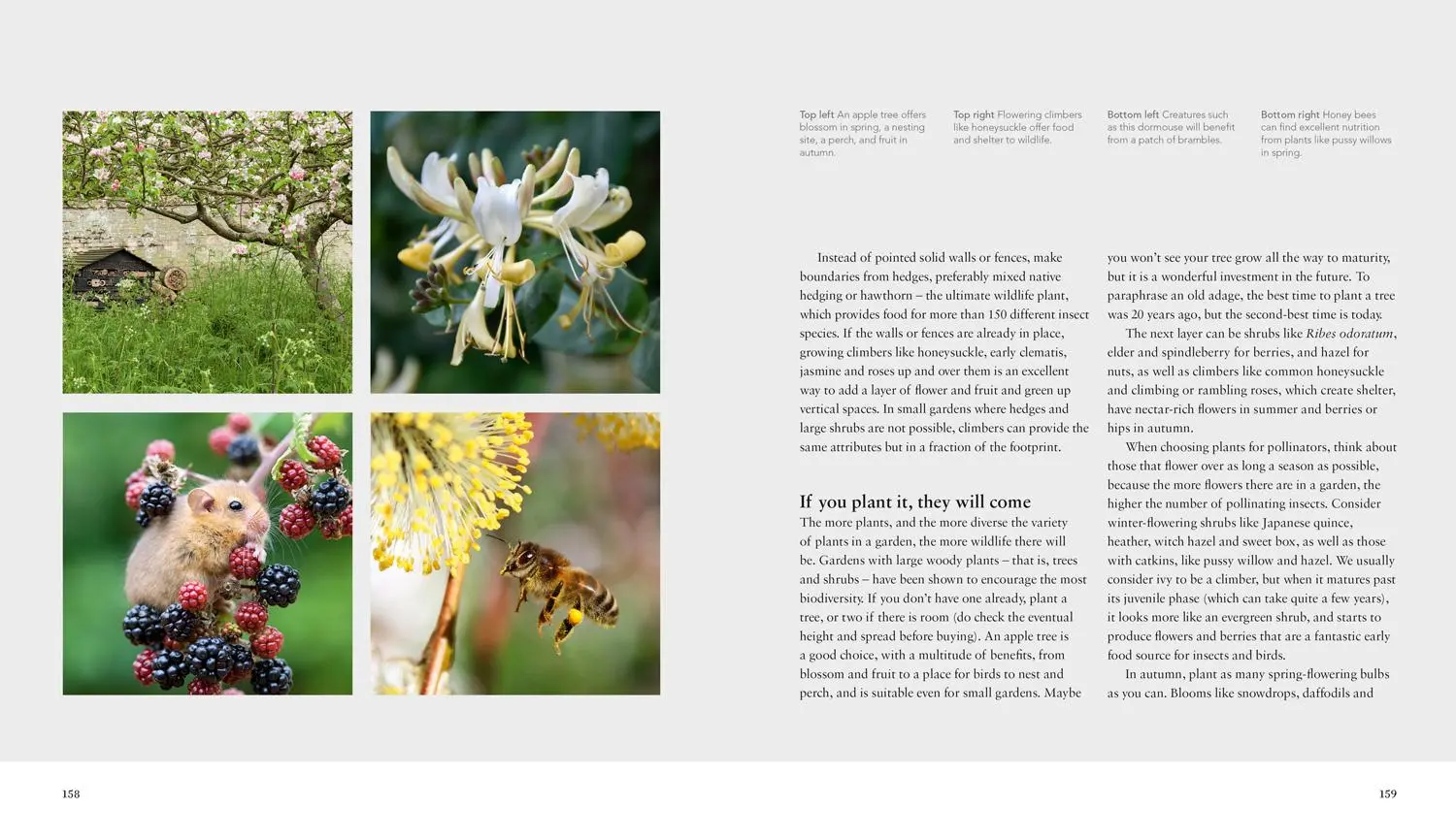 Bild: 9781911657033 | Wild Gardens | Stephanie Mahon (u. a.) | Buch | Gebunden | Englisch