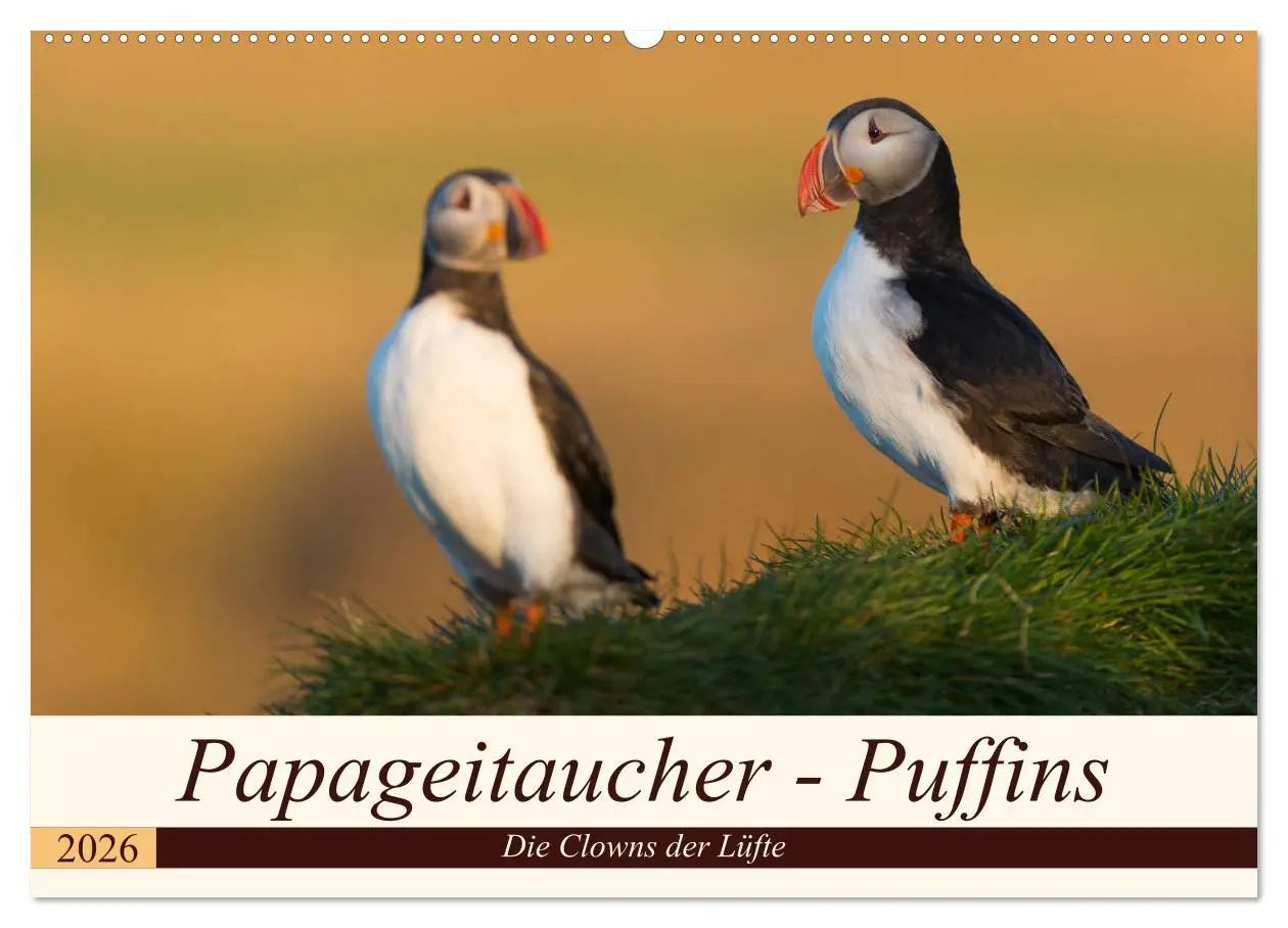 Cover: 9783457807033 | Papageitaucher - Puffins (Wandkalender 2026 DIN A2 quer), CALVENDO...
