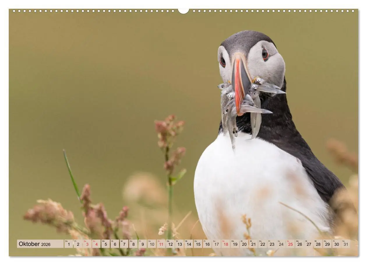 Bild: 9783457807033 | Papageitaucher - Puffins (Wandkalender 2026 DIN A2 quer), CALVENDO...