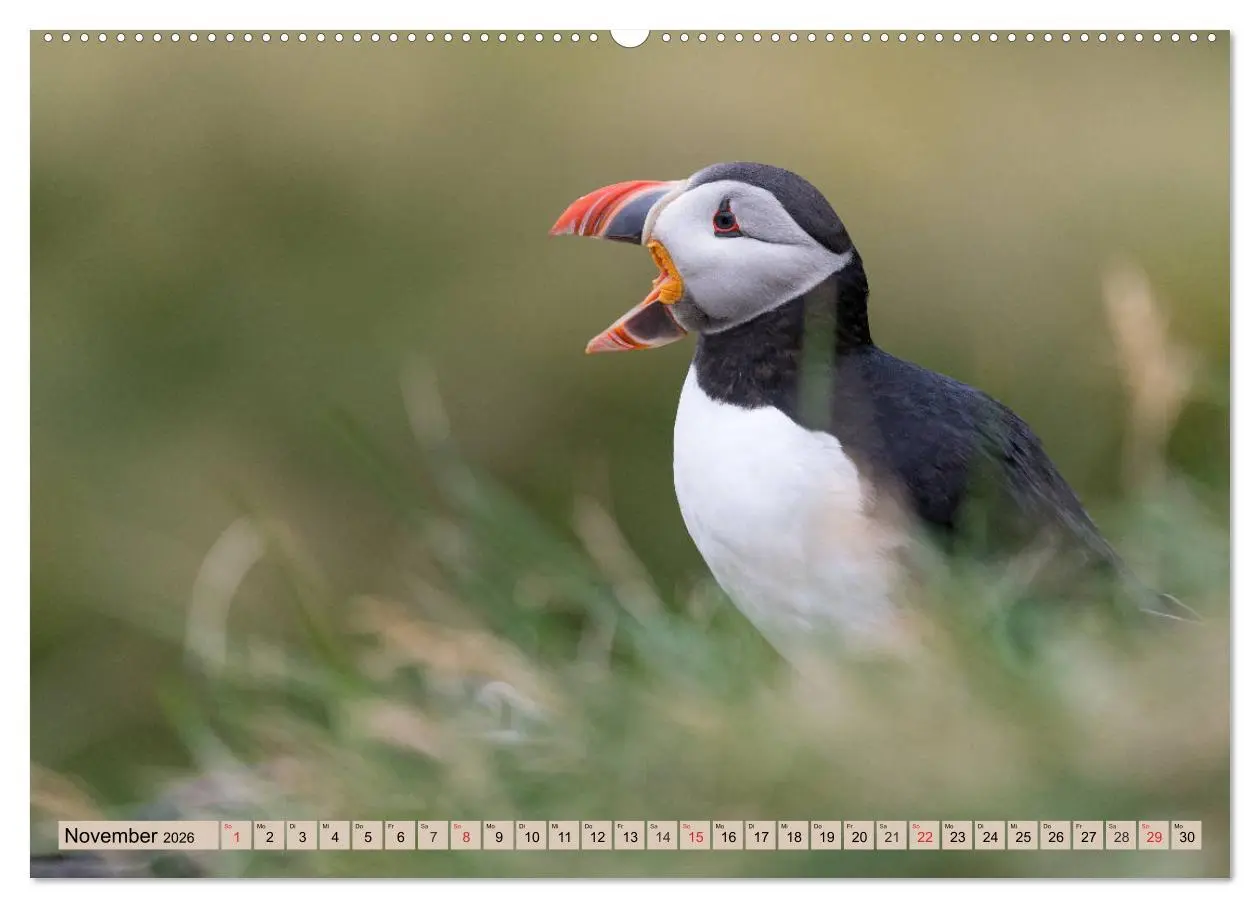 Bild: 9783457807033 | Papageitaucher - Puffins (Wandkalender 2026 DIN A2 quer), CALVENDO...