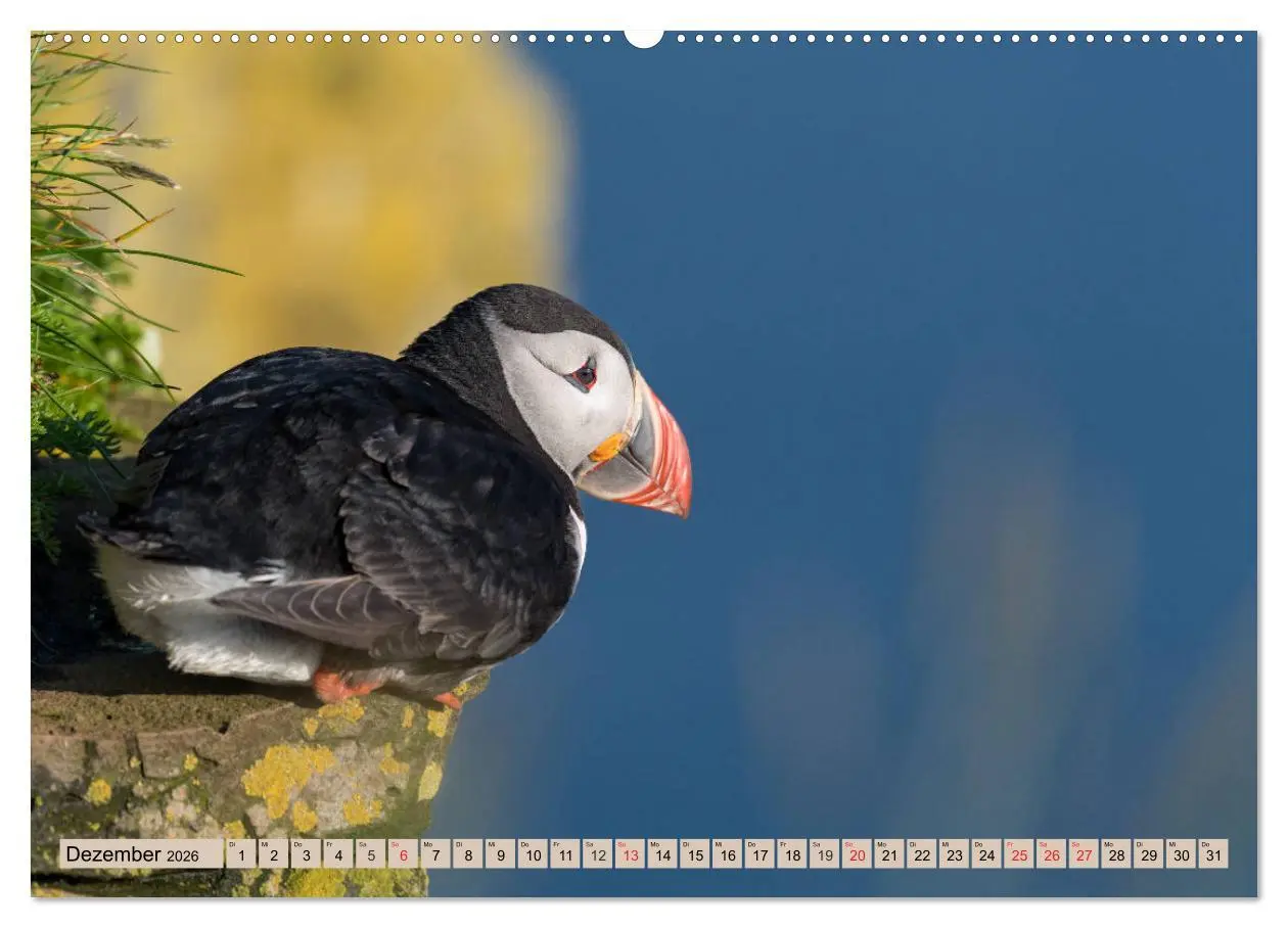 Bild: 9783457807033 | Papageitaucher - Puffins (Wandkalender 2026 DIN A2 quer), CALVENDO...