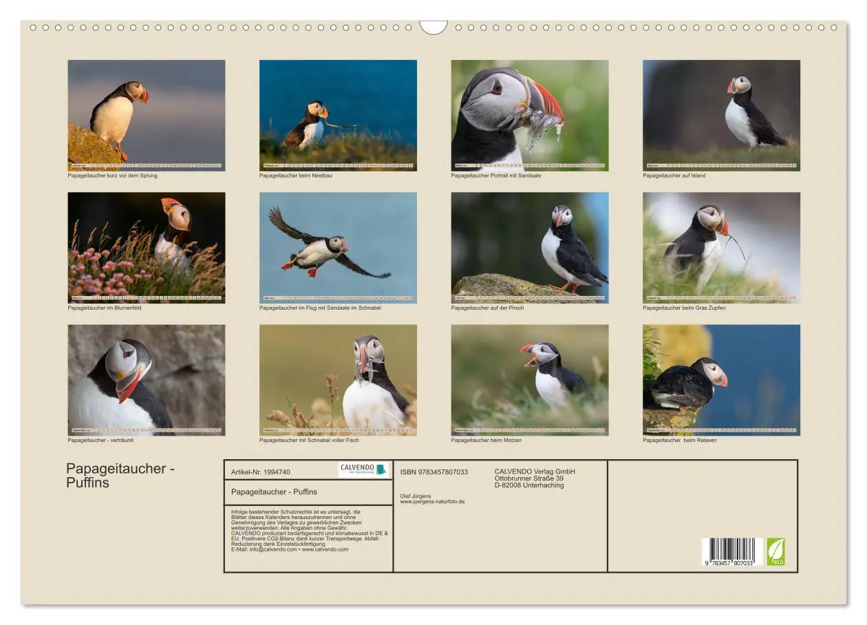 Bild: 9783457807033 | Papageitaucher - Puffins (Wandkalender 2026 DIN A2 quer), CALVENDO...