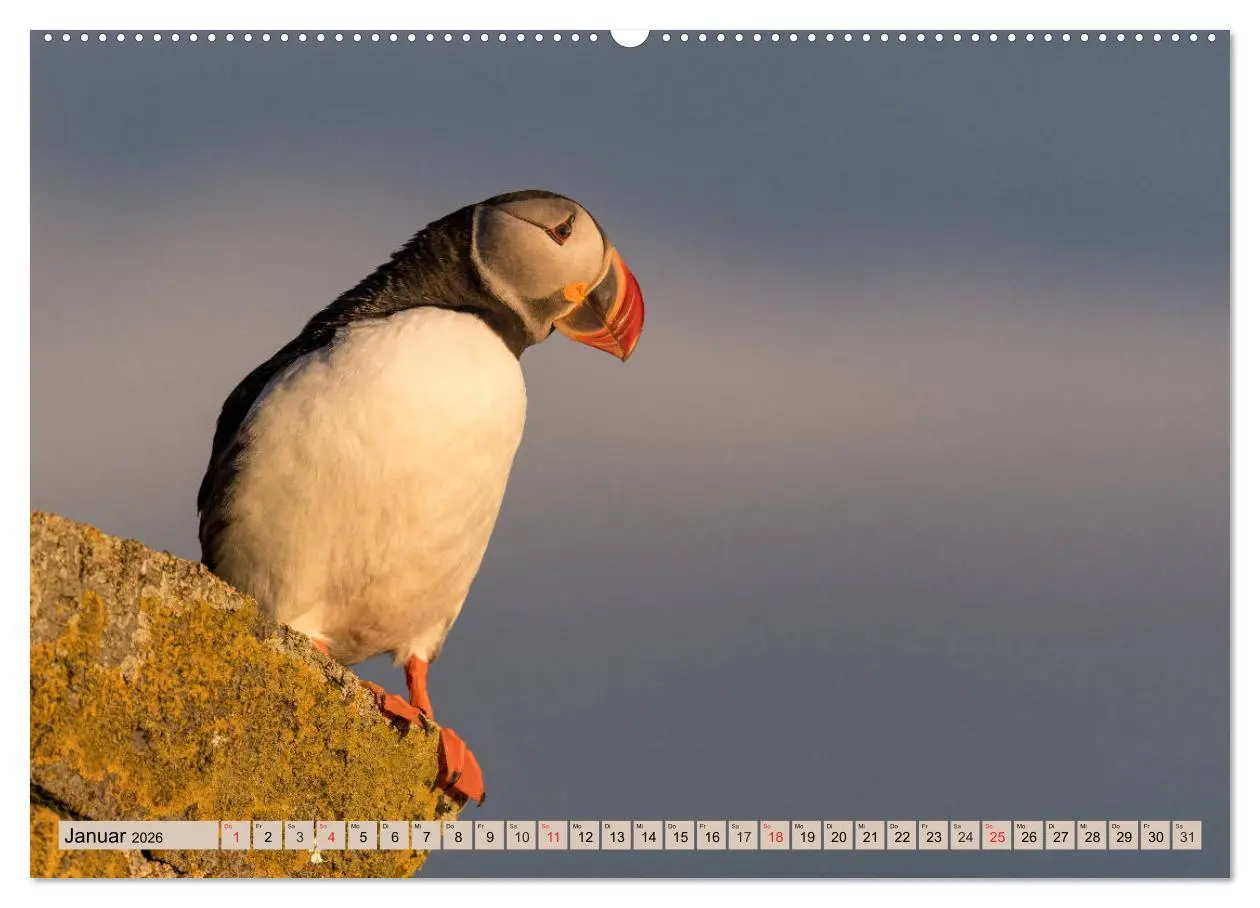 Bild: 9783457807033 | Papageitaucher - Puffins (Wandkalender 2026 DIN A2 quer), CALVENDO...