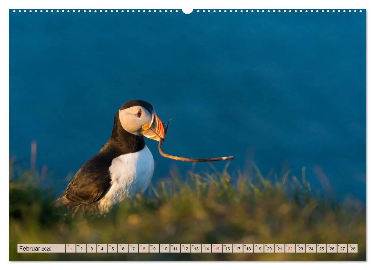 Bild: 9783457807033 | Papageitaucher - Puffins (Wandkalender 2026 DIN A2 quer), CALVENDO...