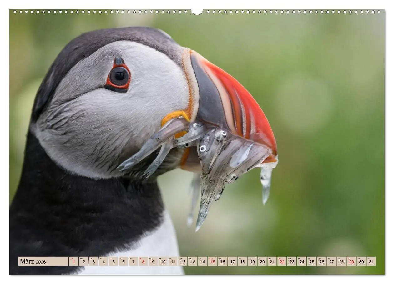 Bild: 9783457807033 | Papageitaucher - Puffins (Wandkalender 2026 DIN A2 quer), CALVENDO...