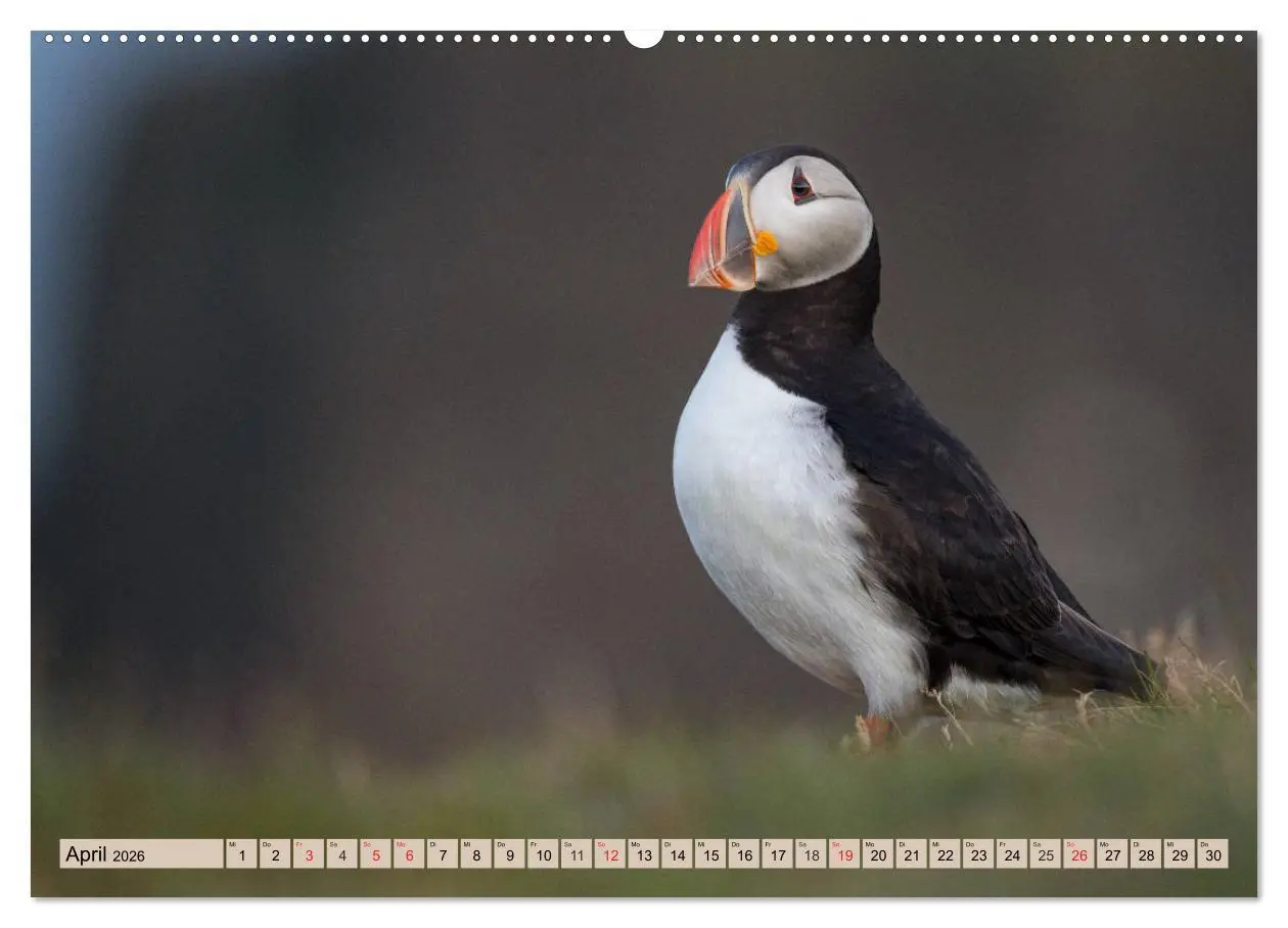 Bild: 9783457807033 | Papageitaucher - Puffins (Wandkalender 2026 DIN A2 quer), CALVENDO...