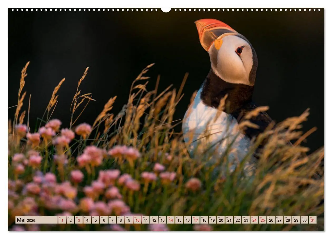 Bild: 9783457807033 | Papageitaucher - Puffins (Wandkalender 2026 DIN A2 quer), CALVENDO...