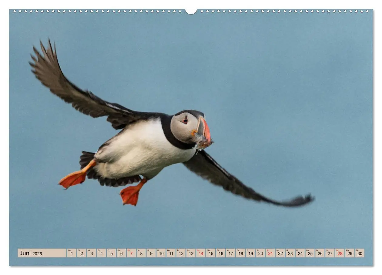 Bild: 9783457807033 | Papageitaucher - Puffins (Wandkalender 2026 DIN A2 quer), CALVENDO...