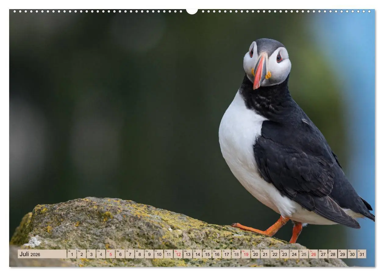 Bild: 9783457807033 | Papageitaucher - Puffins (Wandkalender 2026 DIN A2 quer), CALVENDO...