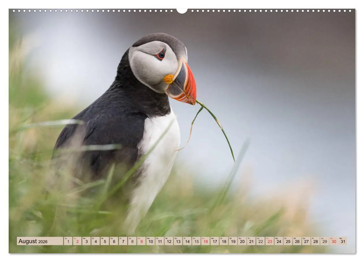 Bild: 9783457807033 | Papageitaucher - Puffins (Wandkalender 2026 DIN A2 quer), CALVENDO...
