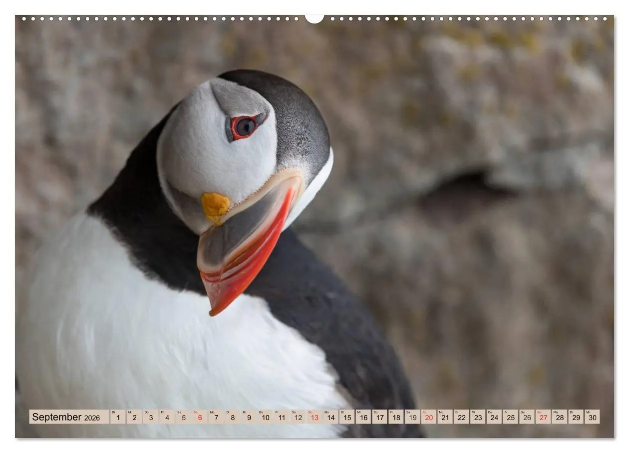 Bild: 9783457807033 | Papageitaucher - Puffins (Wandkalender 2026 DIN A2 quer), CALVENDO...