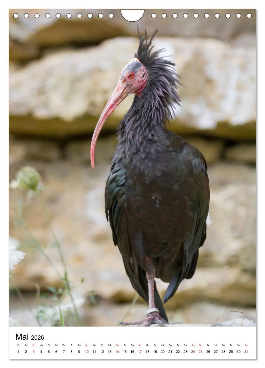 Bild: 9783516377033 | Der Waldrapp - Der etwas andere Vogel (Wandkalender 2026 DIN A4...