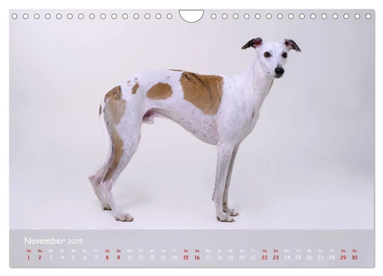 Bild: 9783383857133 | Whippets - Seelenhunde fürs Leben (Wandkalender 2025 DIN A4 quer),...
