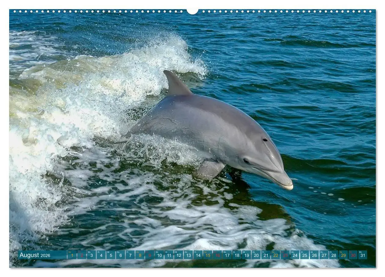 Bild: 9783516047233 | Delfine - elegant und intelligent (Wandkalender 2026 DIN A2 quer),...