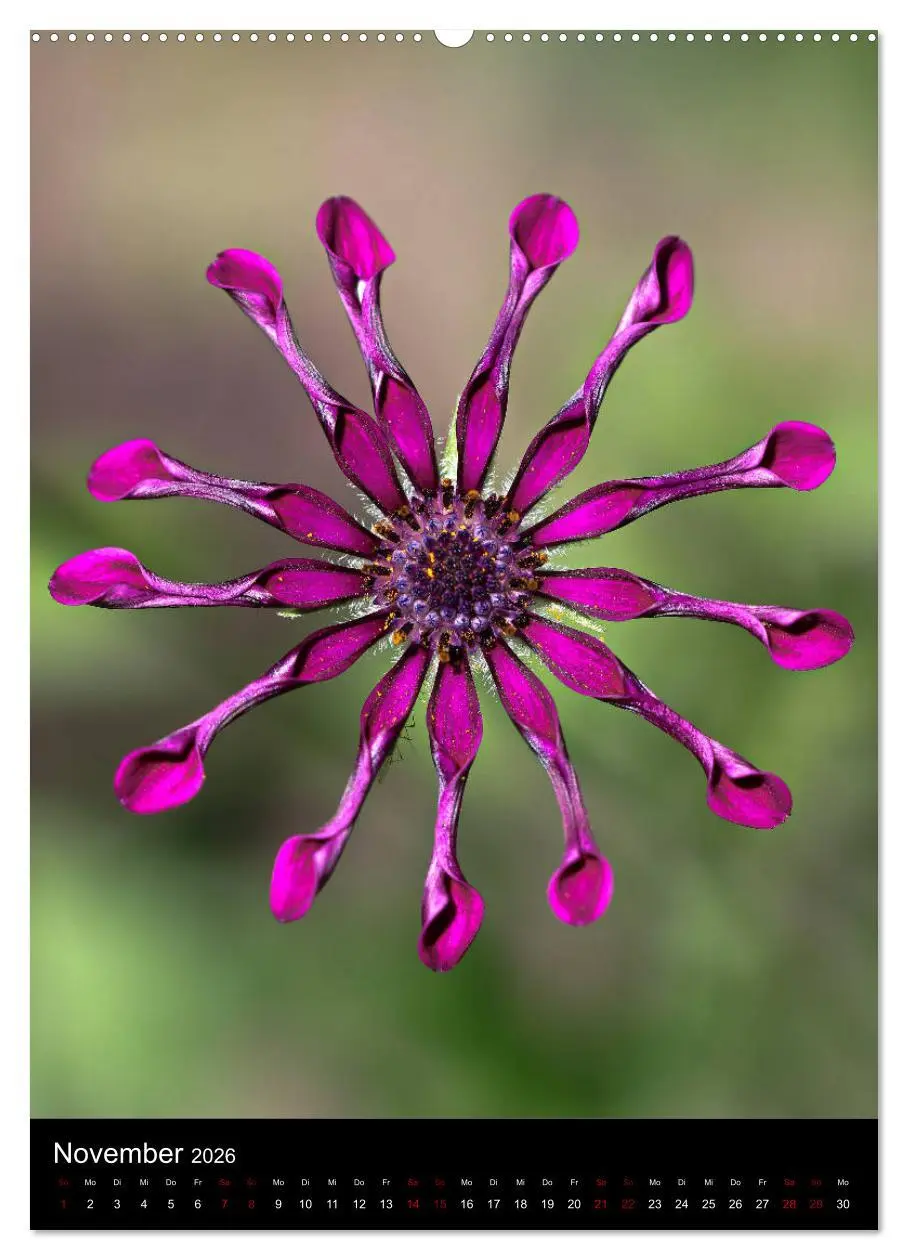 Bild: 9783516417333 | Ganz nah an der Natur (Wandkalender 2026 DIN A2 hoch), CALVENDO...