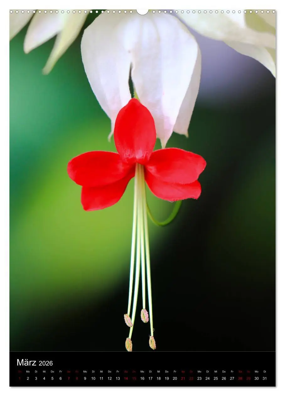 Bild: 9783516417333 | Ganz nah an der Natur (Wandkalender 2026 DIN A2 hoch), CALVENDO...