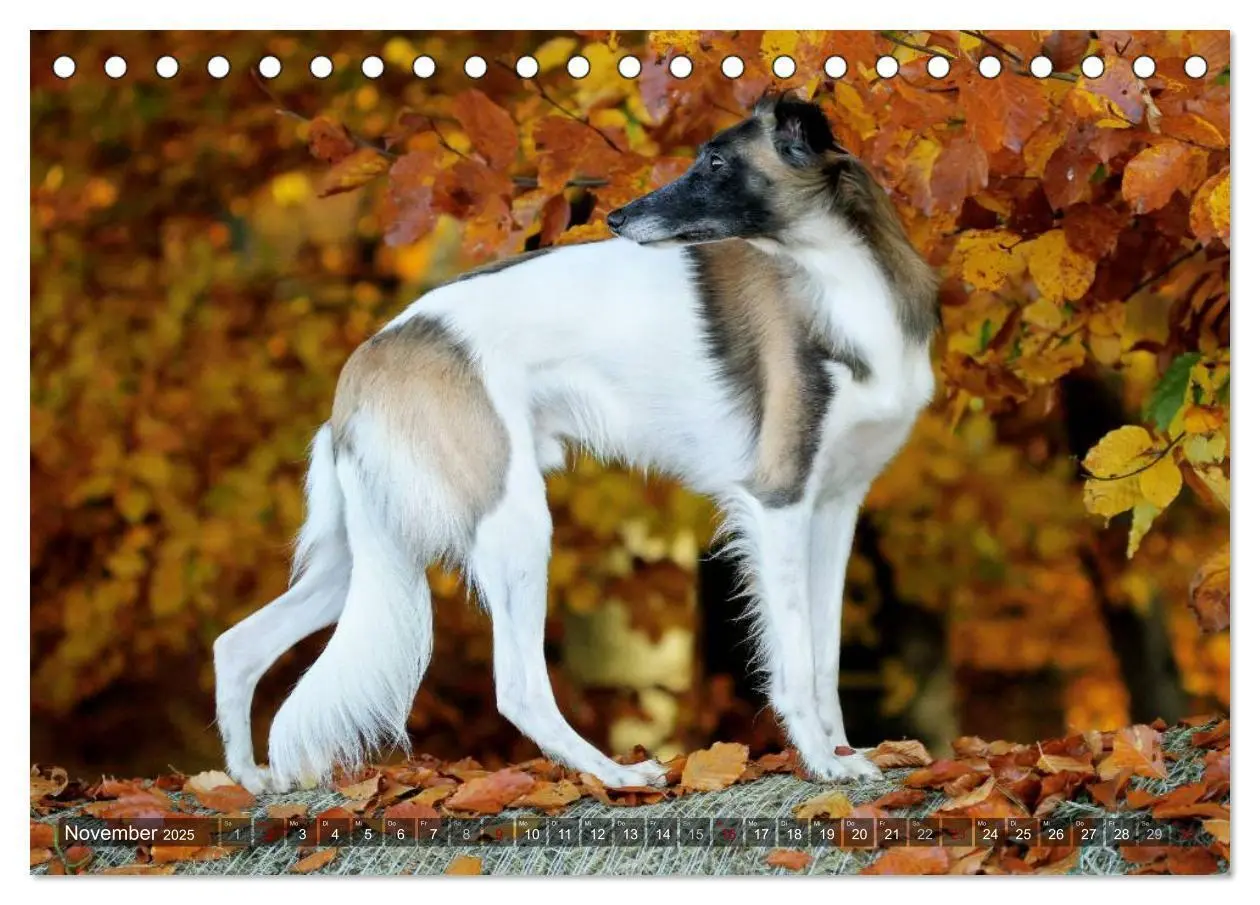 Bild: 9783435397433 | Silken Windsprite - Mit Merlin und Calisto durch´s Jahr 2025...