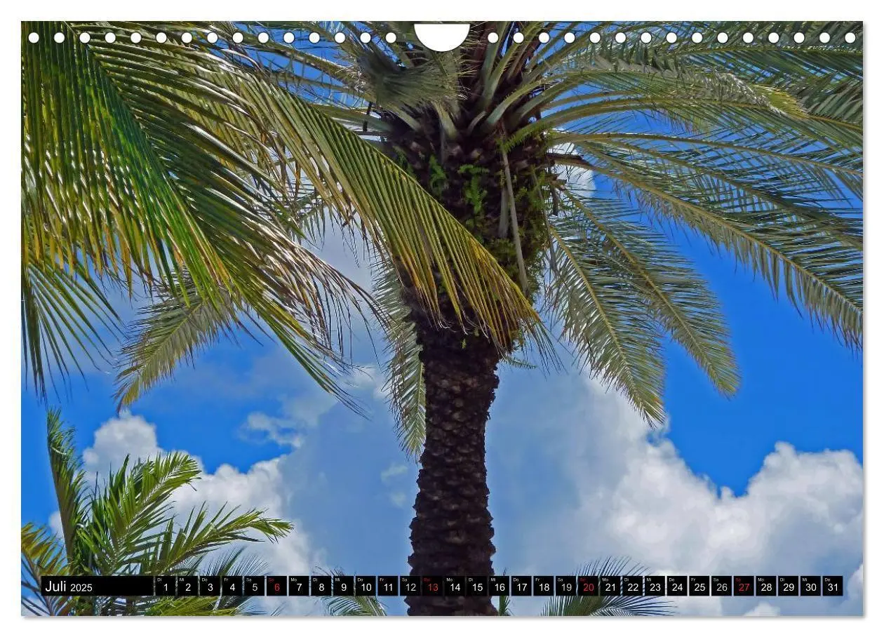 Bild: 9783435837533 | MIAMI (Wandkalender 2025 DIN A4 quer), CALVENDO Monatskalender | 2025