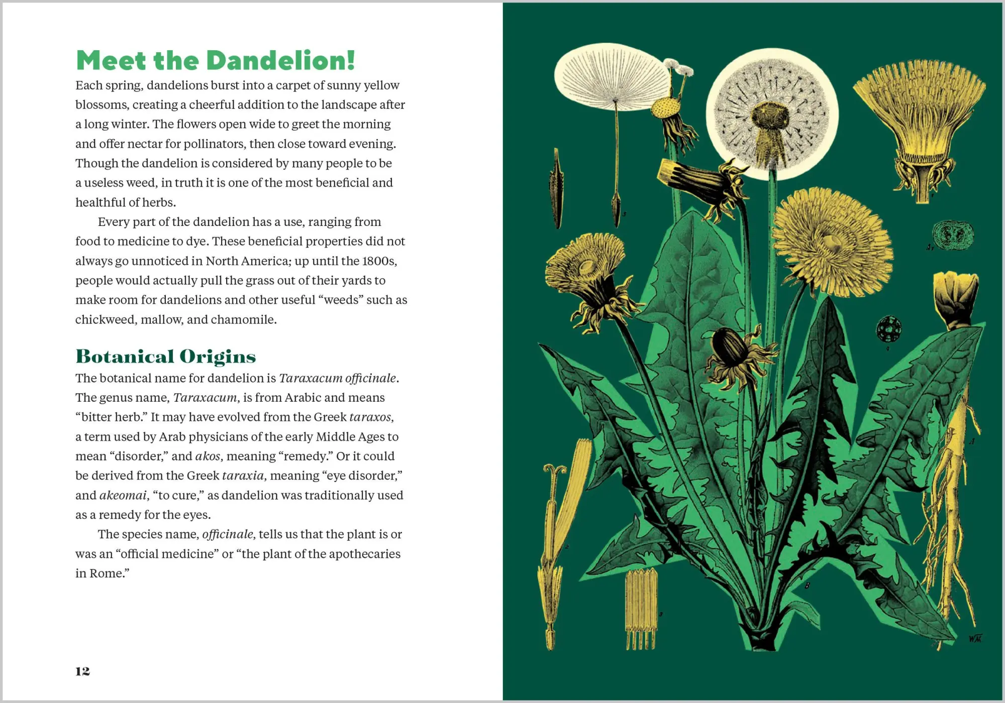 Bild: 9781635867633 | Dandelion Medicine, 2nd Edition | Brigitte Mars | Taschenbuch | 2023