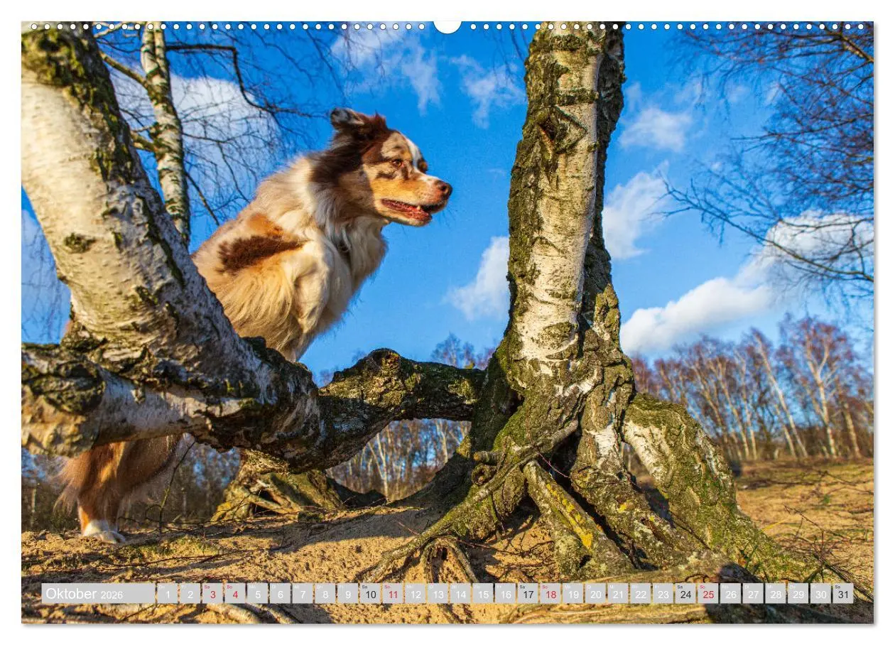 Bild: 9783516007633 | Australian Shepherd 2026 (hochwertiger Premium Wandkalender 2026...