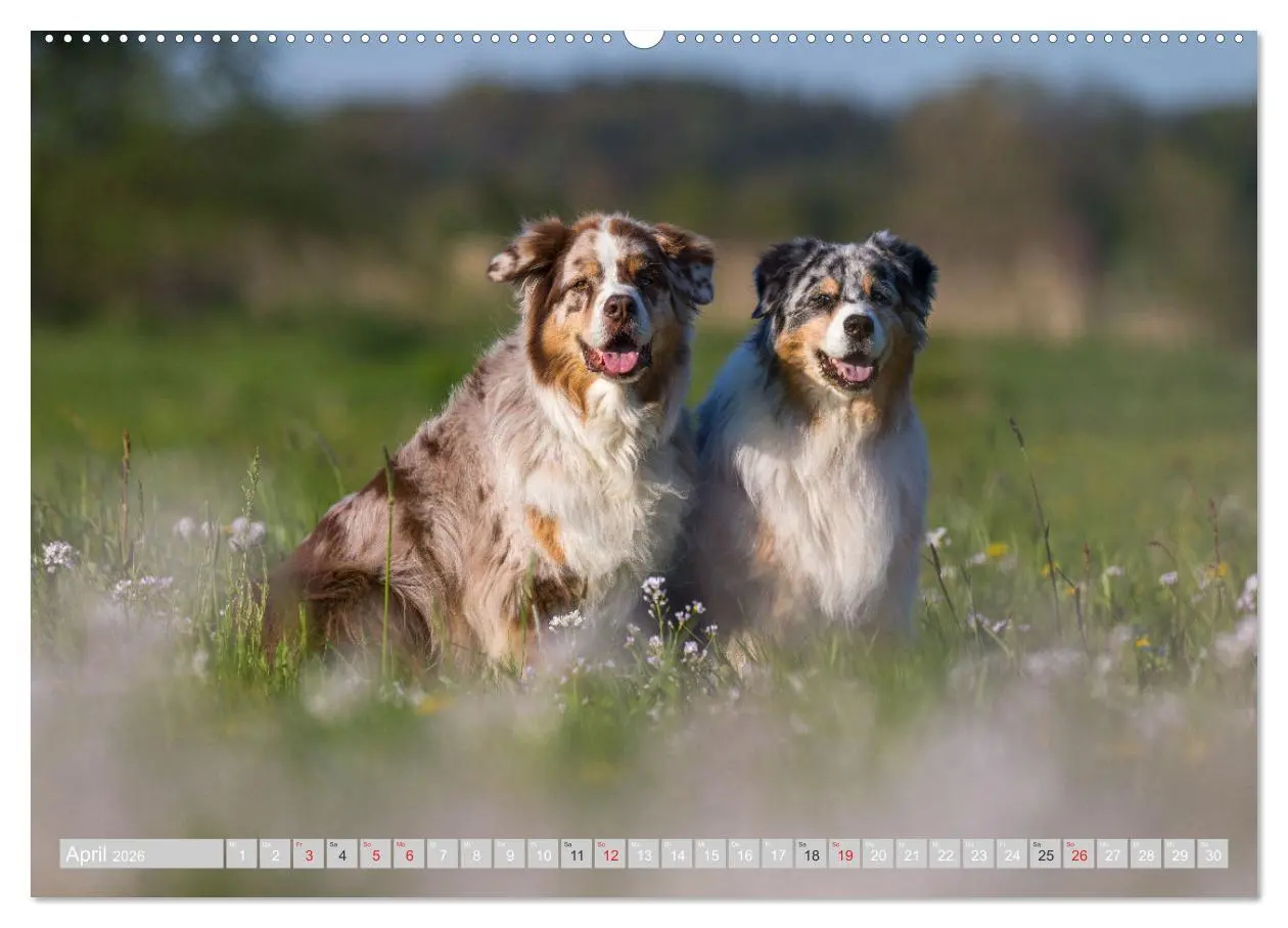 Bild: 9783516007633 | Australian Shepherd 2026 (hochwertiger Premium Wandkalender 2026...
