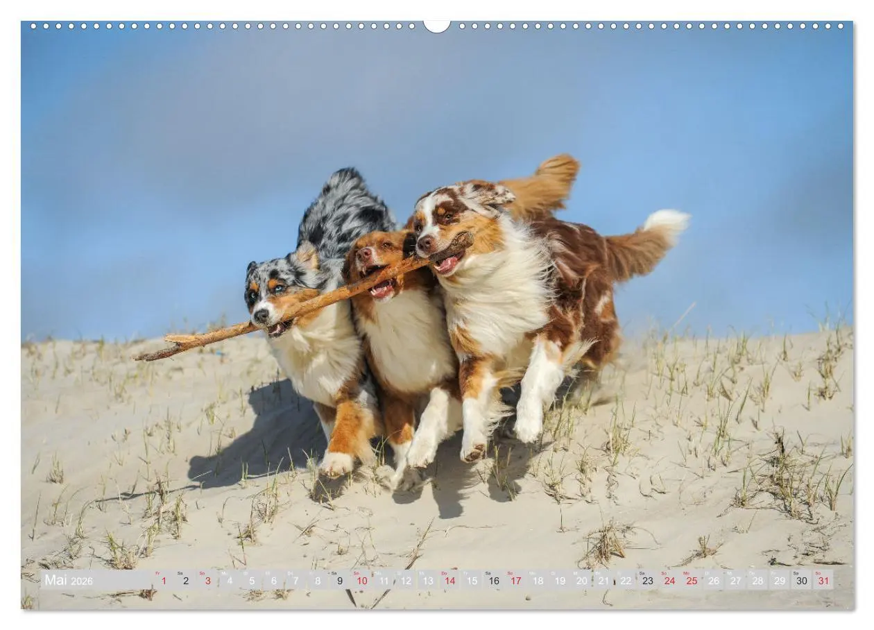 Bild: 9783516007633 | Australian Shepherd 2026 (hochwertiger Premium Wandkalender 2026...