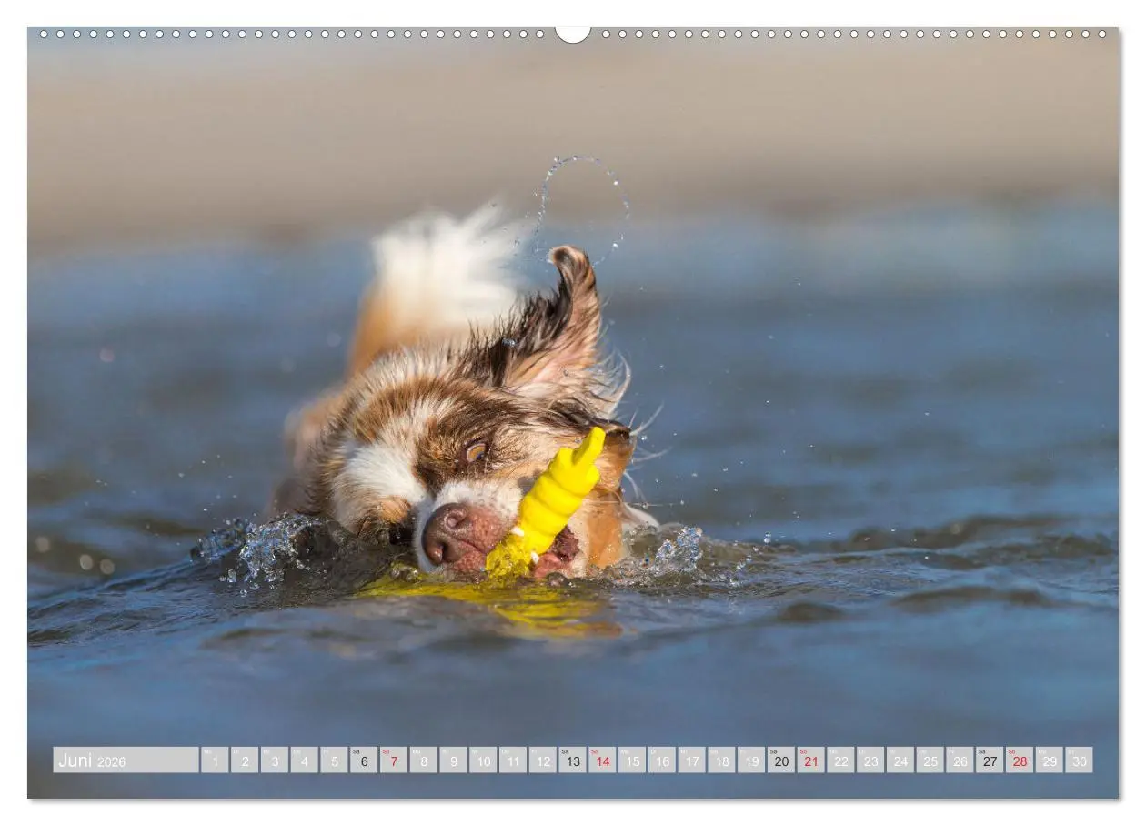 Bild: 9783516007633 | Australian Shepherd 2026 (hochwertiger Premium Wandkalender 2026...