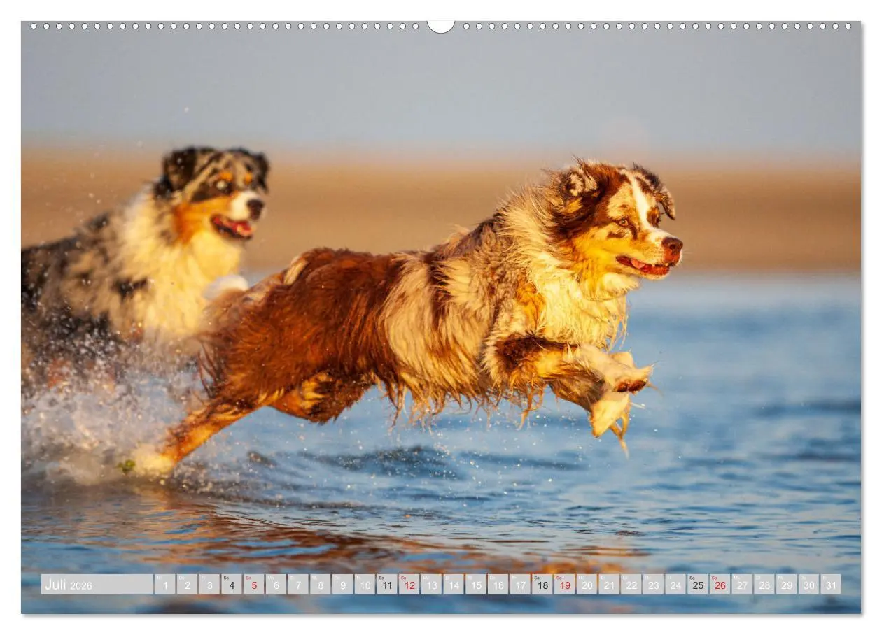 Bild: 9783516007633 | Australian Shepherd 2026 (hochwertiger Premium Wandkalender 2026...