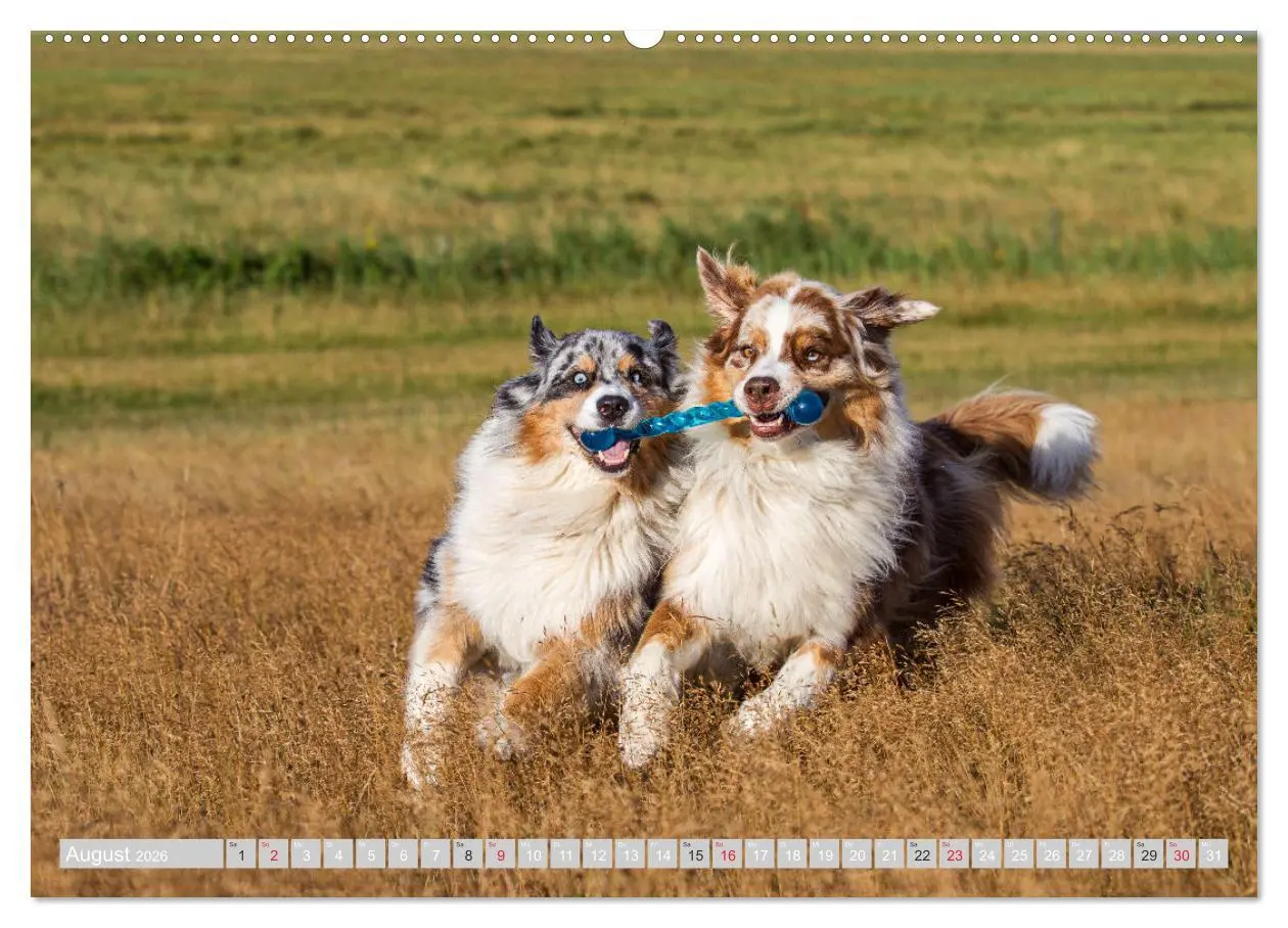 Bild: 9783516007633 | Australian Shepherd 2026 (hochwertiger Premium Wandkalender 2026...