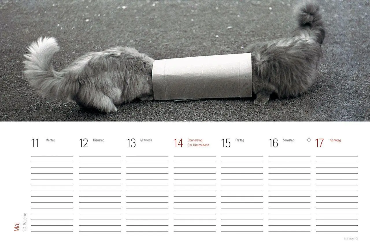 Bild: 9783747207833 | Tischkalender Katzen 2027 | Wochentischkalender | Vivendi Ars | 53 S.