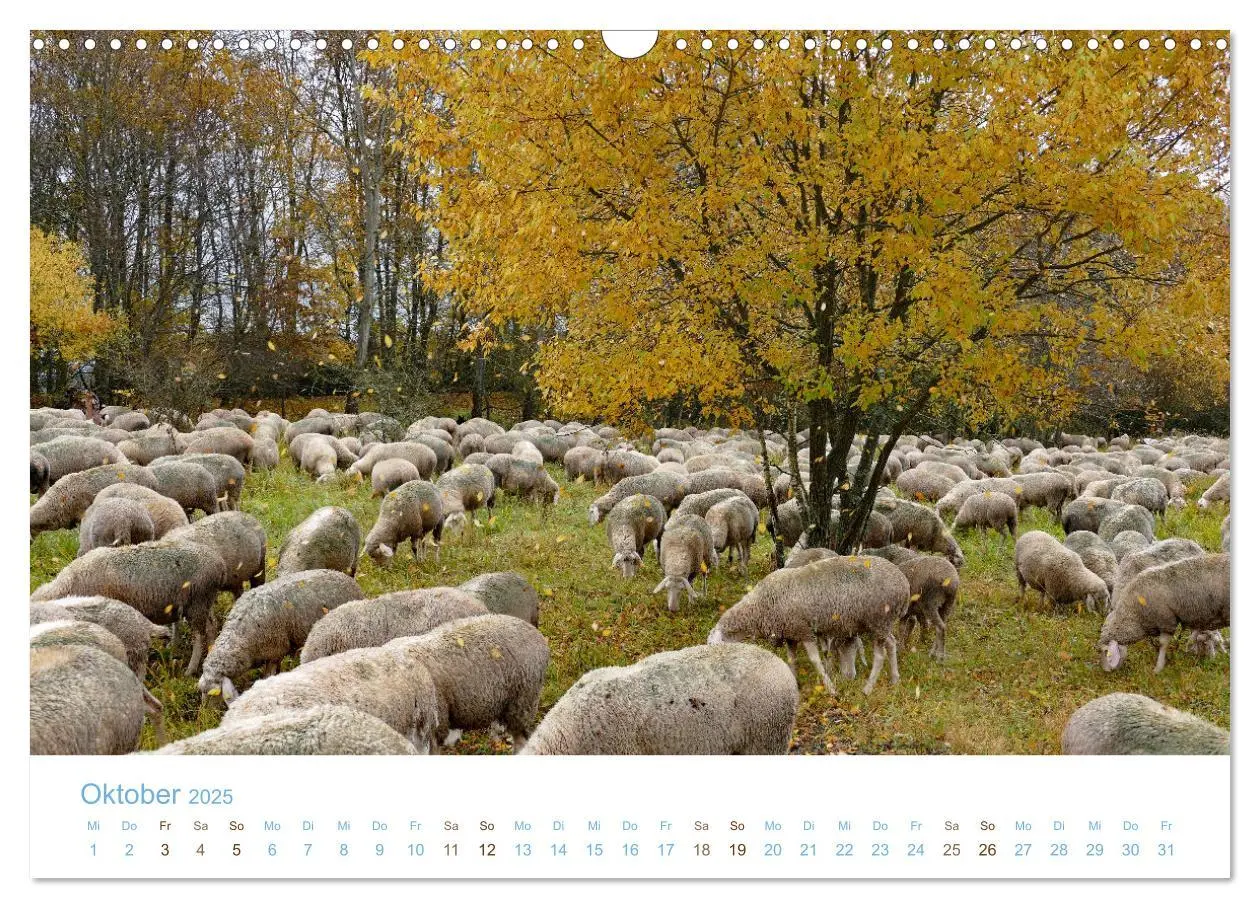 Bild: 9783435308033 | Mit Schafen durch das Jahr (Wandkalender 2025 DIN A3 quer),...