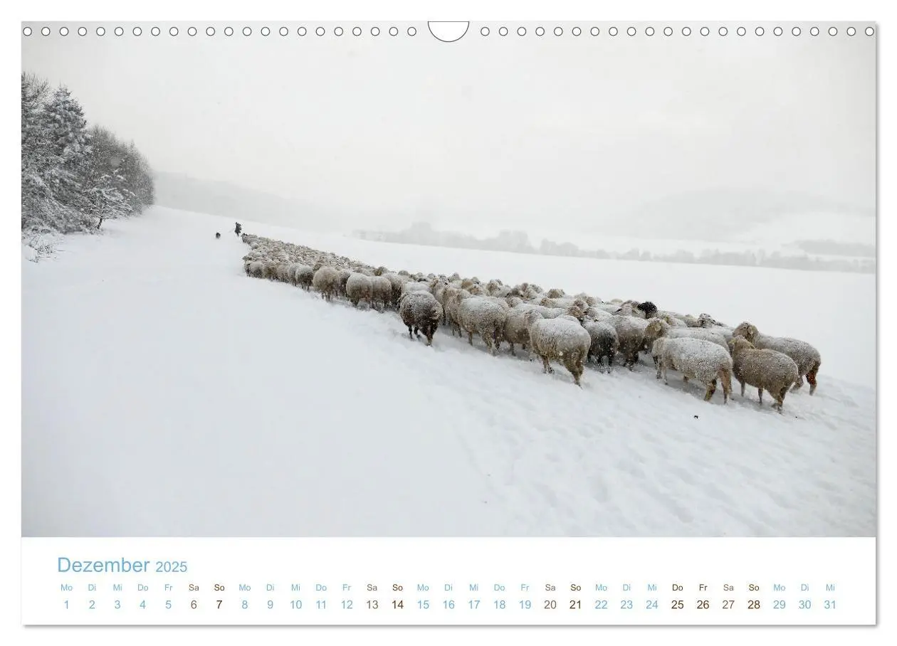 Bild: 9783435308033 | Mit Schafen durch das Jahr (Wandkalender 2025 DIN A3 quer),...